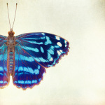 Blue on Blue giclee art print