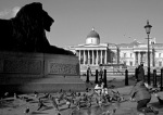 Brooding lion, Trafalgar Square giclee art print