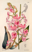 Calanthe Veitchii gx giclee art print