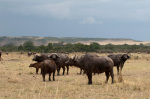 Cape Buffalo (Syncerus caffer), Masai Mara, Kenya giclee art print