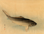 Carp giclee art print