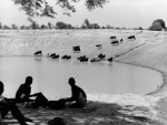 Cattle at a 'Tapki' Nigeria c.1960 giclee art print