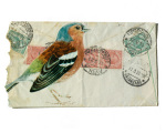 Chaffinch giclee art print