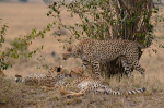 Cheetah (Acinonyx jubatus), Masai Mara, Kenya giclee art print