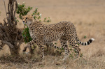 Cheetah (Acinonyx jubatus), Masai Mara, Kenya giclee art print