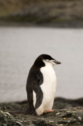 Chinstrap Penguin, Aitcho Island, South Shetland Islands, Antarctica giclee art print
