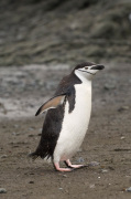 Chinstrap Penguin, Aitcho Island, South Shetland Islands, Antarctica giclee art print