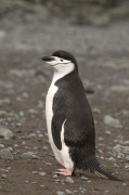 Chinstrap Penguin, Aitcho Island, South Shetland Islands, Antarctica giclee art print