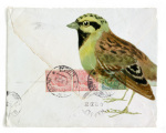 Cirl Bunting giclee art print