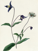 Clematis viticella giclee art print