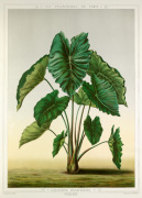 Colocasia bataviensis giclee art print