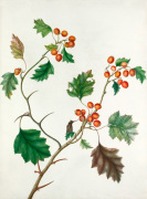 Crataegus monogyna giclee art print