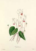 Cyclamen giclee art print