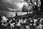 Daffodils at Ullswater Lake District (date unknown) giclee art print