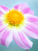 Dahlia 'Painted Lady' giclee art print
