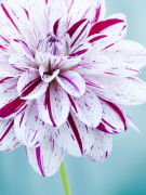 Dahlia 'Painted Lady' giclee art print