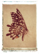 Dancing Butterfly giclee art print