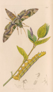Daphnis nerii giclee art print