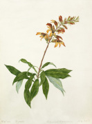 Digitalis, Didynamia angiospermia giclee art print