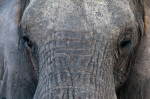 Elephant (Loxodonta africana), Abu Camp, Okavango Delta, Botswana giclee art print