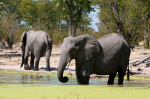 Elephant (Loxodonta africana), Savute Channel, Linyanti, Botswana giclee art print