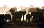 Elephant Herd art print