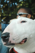 English Bull Terrier Dog giclee art print