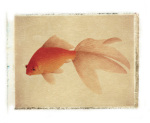 Fish 1 giclee art print