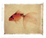 Fish 2 giclee art print