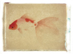 Fish 4 giclee art print