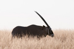 Gemsbok (Oryx gazella), Deception Valley, Central Kalahari Game Reserve, Botswana giclee art print