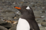 Gentoo Penguin, Aitcho Island, South Shetland Islands, Antarctica giclee art print