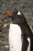 Gentoo Penguin, Aitcho Island, South Shetland Islands, Antarctica giclee art print