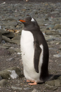 Gentoo Penguin, Aitcho Island, South Shetland Islands, Antarctica giclee art print
