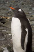 Gentoo Penguin, Aitcho Island, South Shetland Islands, Antarctica giclee art print