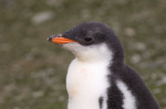 Gentoo Penguin, Aitcho Island, South Shetland Islands, Antarctica giclee art print