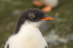 Gentoo Penguin, Aitcho Island, South Shetland Islands, Antarctica giclee art print