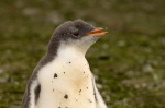 Gentoo Penguin, Aitcho Island, South Shetland Islands, Antarctica giclee art print