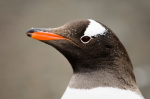 Gentoo Penguin, Aitchoo Island, South Shetland Islands, Antarctica giclee art print