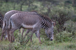 Grevy's Zebra (Equus grevyi), Samburu National Park, Kenya giclee art print