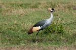 Grey-crowned Crane (Balearica regulorum), Masai Mara, Kenya giclee art print