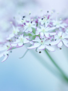 Heracleum giclee art print