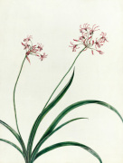 Hessea crispa giclee art print