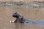 Hippopotamus (Hippopotamus amphibius), Masai Mara, Kenya giclee art print