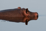 Hippopotamus (Hippopotamus amphibius), Savute Channel, Linyanti, Botswana giclee art print