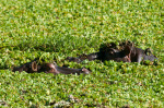 Hippopotamuses, (Hippopotamus amphibius), Masai Mara National Reserve, Kenya giclee art print