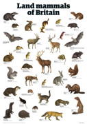 Land mammals of Britain giclee art print