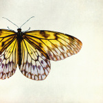 Limon giclee art print