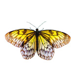 Limon giclee art print