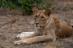 Lion (Panthera leo), Masai Mara, Kenya giclee art print